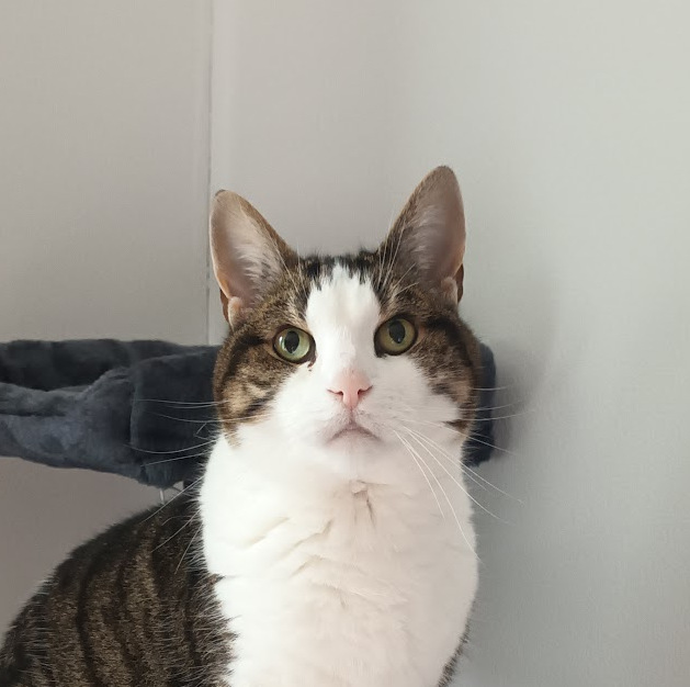 Selfie van een witte met grijs en bruine kat.