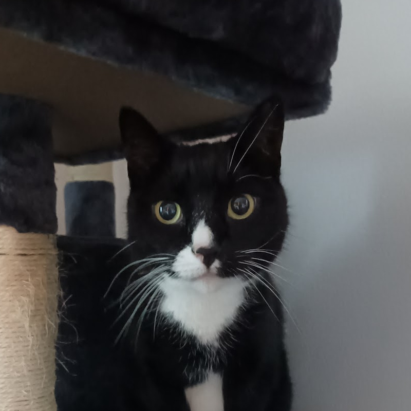 Selfie van een zwart witte tuxedo kat.